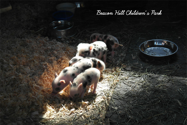 Beacon Hill Children's Farm
