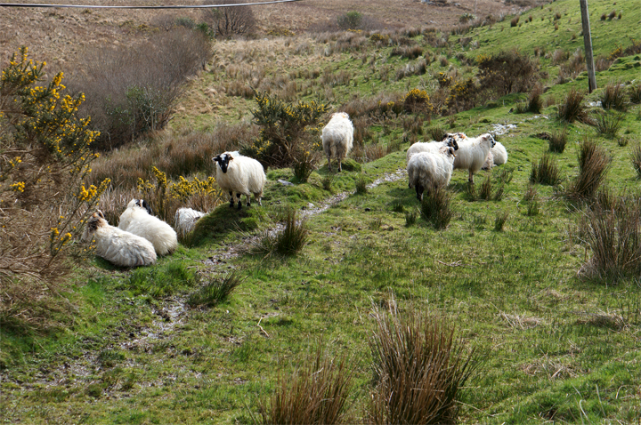 Moutons de Staigue Fort