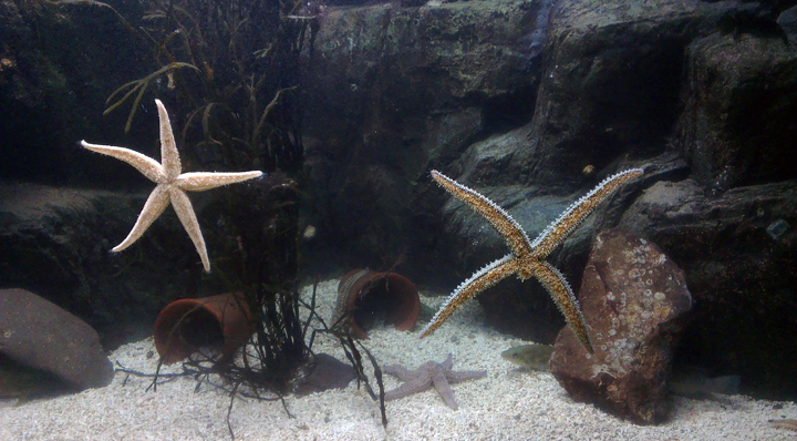 Aquarium, Dingle