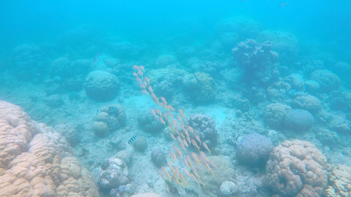 Snorkeling, plongée en apnée