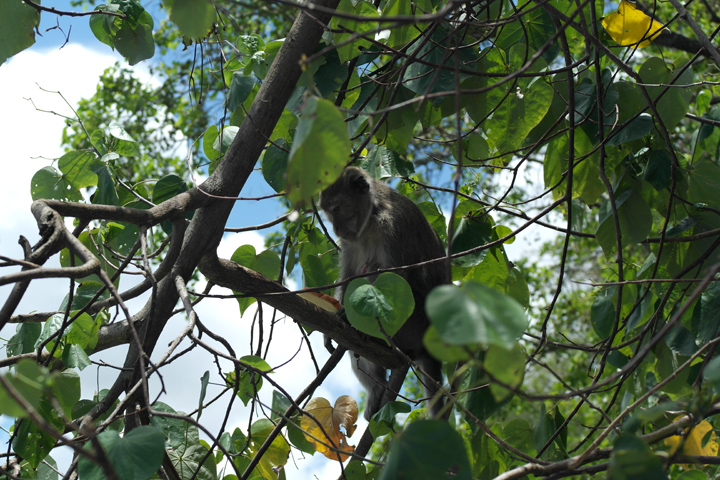 Les singes de l'Île Maurice
