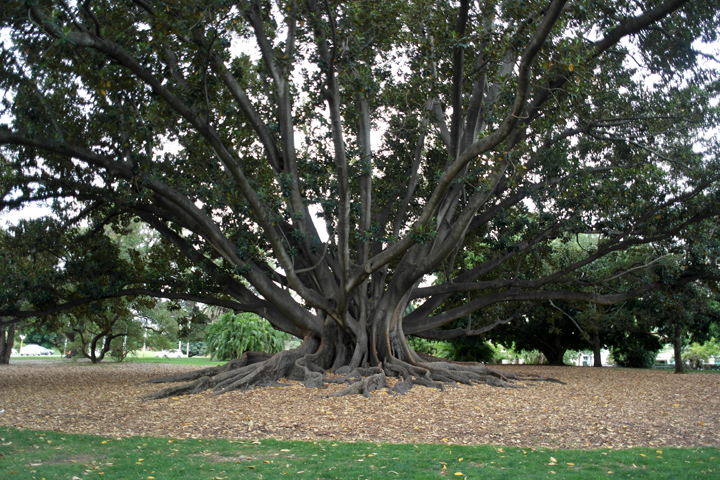 Enorme arbre, Kings Park
