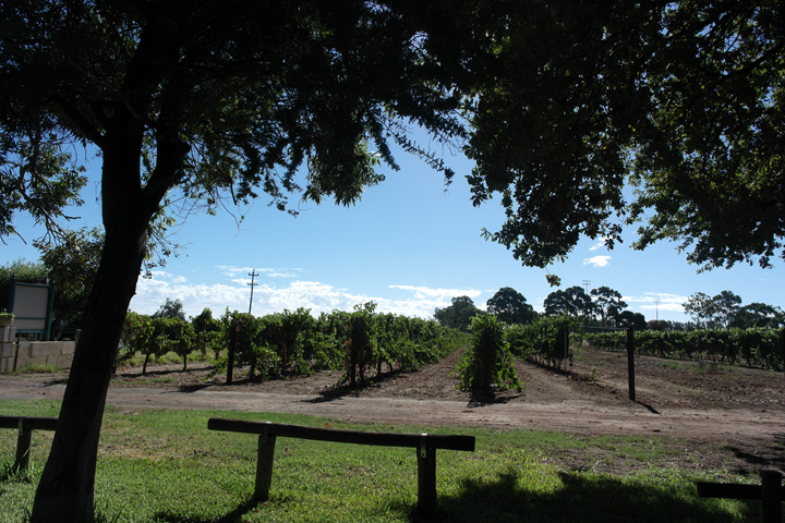 Harris Organic Wines, Swan Valley