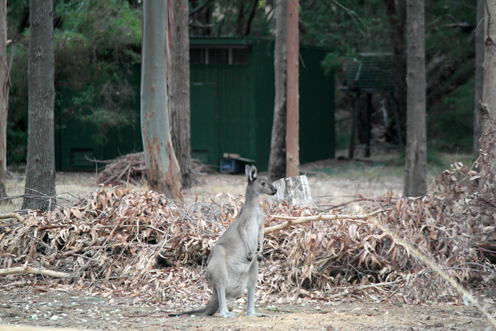margaret-river-kangourous