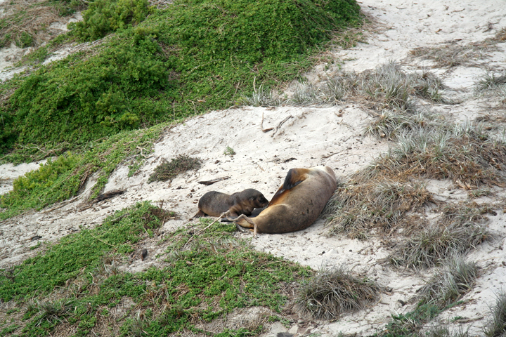 SA-kangaroo-island-seal-bay07