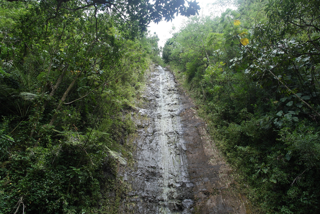 manoa-falls-oahu-8343